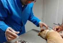 Veterinarul Cabinet Medical Veterinar Paulesti