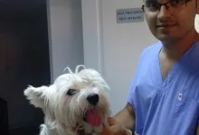 Veterinarul Cabinet Medical Veterinar Paulesti