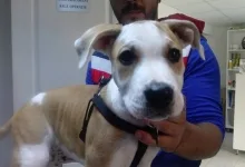 Veterinarul Cabinet Medical Veterinar Paulesti