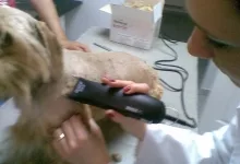 Veterinarul Cabinet Medical Veterinar Paulesti