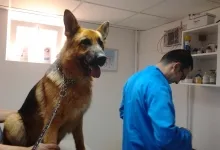 Veterinarul Cabinet Medical Veterinar Paulesti