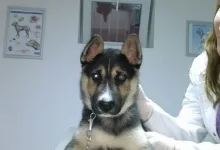 Veterinarul Cabinet Medical Veterinar Paulesti