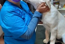 Veterinarul Cabinet Veterinar Arad AtoGold House Vet