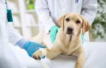 Veterinarul Cabinet Veterinar Black Gamedog