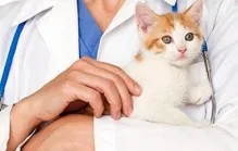 Veterinarul Cabinet Veterinar Busteni Asclepios VET