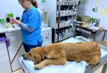 Veterinarul Cabinet Veterinar Busteni Asclepios VET