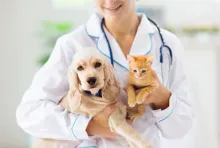 Veterinarul Cabinet Veterinar CANIS VET