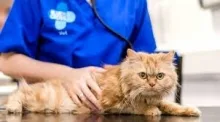 Veterinarul Cabinet Veterinar CANIS VET