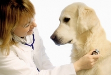 Veterinarul Cabinet Veterinar Harsova