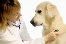 Veterinarul Cabinet Veterinar Harsova
