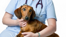Veterinarul Cabinet Veterinar Harsova