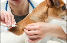 Veterinarul Cabinet Veterinar Harsova