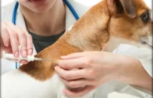Veterinarul Cabinet Veterinar Harsova