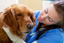 Veterinarul Cabinet Veterinar Harsova