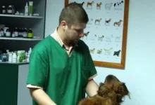 Veterinarul Cabinet Veterinar Campina