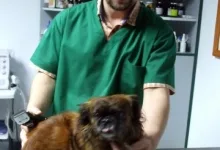 Veterinarul Cabinet Veterinar Campina