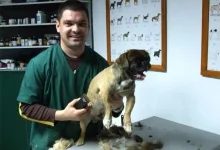 Veterinarul Cabinet Veterinar Campina