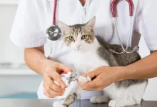Veterinarul Cabinet Veterinar Dr. Calin Margineanu