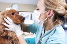 Veterinarul Cabinet Veterinar Dr. Calin Margineanu