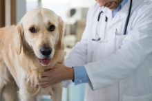 Veterinarul Cabinet Veterinar Dr. Calin Margineanu