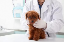 Veterinarul Cabinet Veterinar Dr. Calin Margineanu