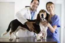 Veterinarul Cabinet Veterinar Calimanesti
