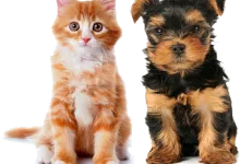 Veterinarul Cabinet Veterinar Adjud