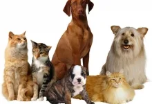 Veterinarul Cabinet Veterinar Salonta