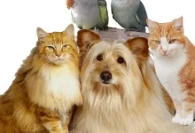 Veterinarul Cabinet Veterinar Salonta