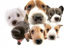 Veterinarul Cabinet Veterinar Salonta