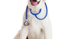 Veterinarul Cabinet Veterinar Covasna