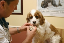 Veterinarul Cabinet Veterinar Miercurea Ciuc