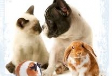 Veterinarul Cabinet Veterinar Tg Secuiesc