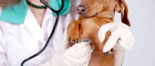 Veterinarul Cabinet Veterinar Tg Secuiesc