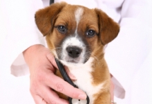 Veterinarul Cabinet Veterinar Sovata