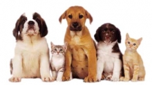 Veterinarul Cabinet Veterinar Sovata