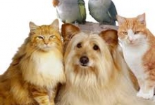 Veterinarul Cabinet Veterinar Sovata