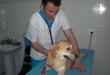 Veterinarul Clinica Veterinara FUNI VET