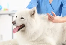 Veterinarul Clinica Veterinara FUNI VET