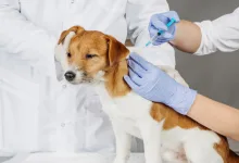 Veterinarul Clinica Veterinara FUNI VET