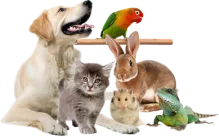 Veterinarul Cabinet Veterinar Rupea