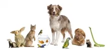 Veterinarul Cabinet Veterinar Rupea