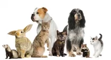 Veterinarul Cabinet Veterinar Rupea