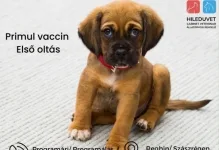 Veterinarul Cabinet Veterinar HILEDUVET Állatorvosi Rendelő