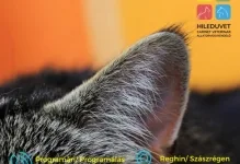 Veterinarul Cabinet Veterinar HILEDUVET Állatorvosi Rendelő