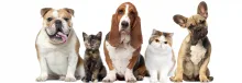 Veterinarul Cabinet Veterinar Muriserv