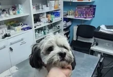 Veterinarul Cabinet Veterinar Otopeni - Dragos Vet