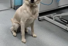 Veterinarul Cabinet Veterinar Otopeni - Dragos Vet