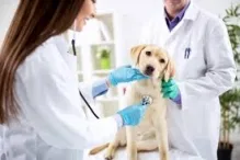 Veterinarul Cabinet Veterinar Pomarla