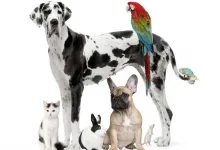 Veterinarul Cabinet Medical Veterinar Batarci